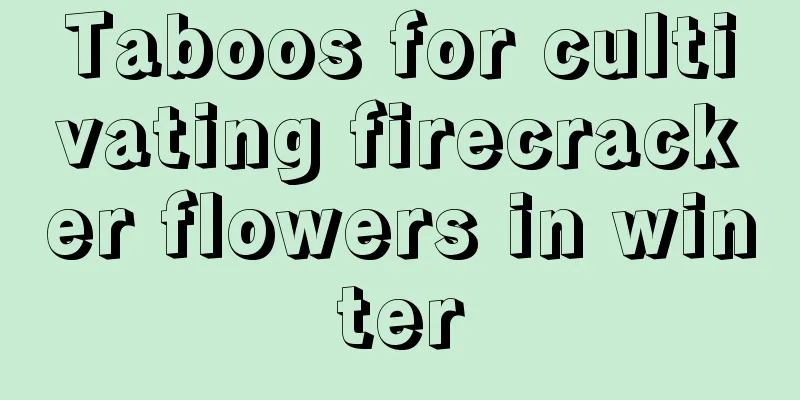 Taboos for cultivating firecracker flowers in winter