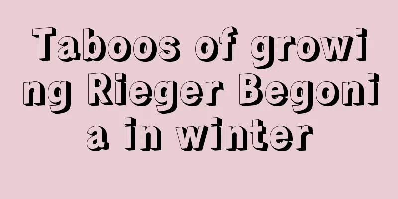 Taboos of growing Rieger Begonia in winter