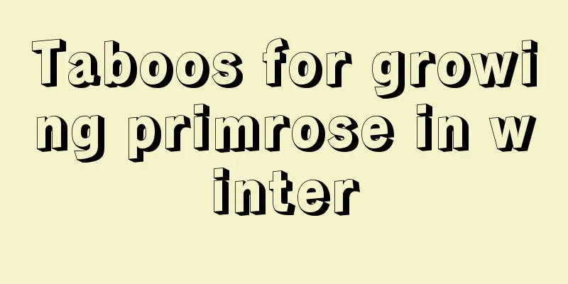 Taboos for growing primrose in winter