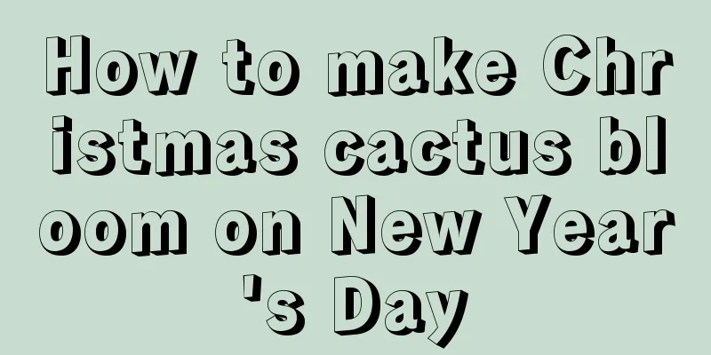 How to make Christmas cactus bloom on New Year's Day