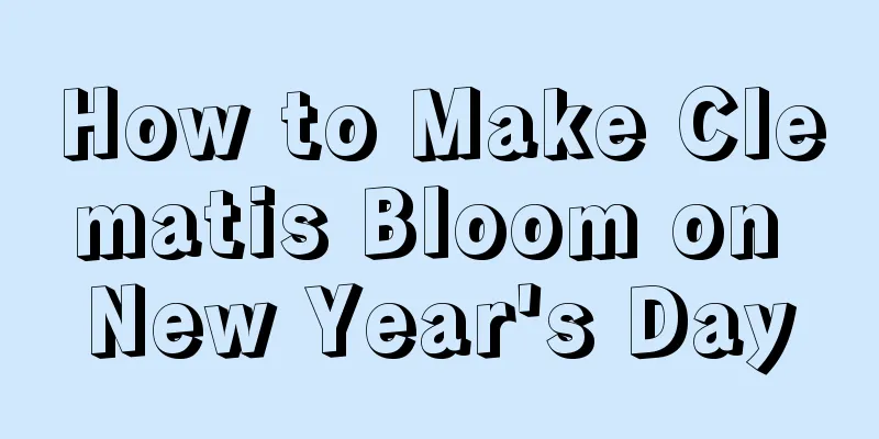 How to Make Clematis Bloom on New Year's Day