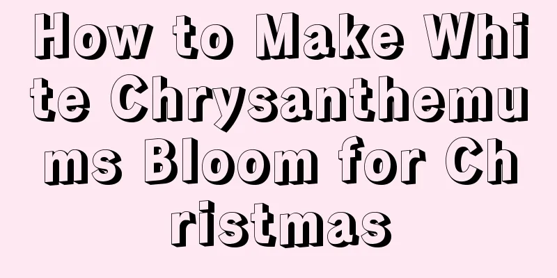 How to Make White Chrysanthemums Bloom for Christmas