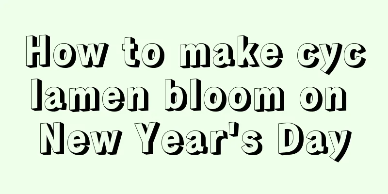 How to make cyclamen bloom on New Year's Day