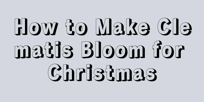 How to Make Clematis Bloom for Christmas