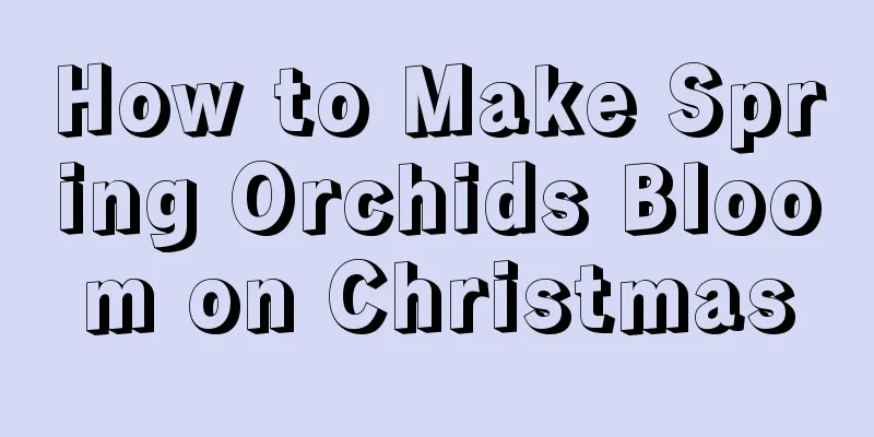 How to Make Spring Orchids Bloom on Christmas