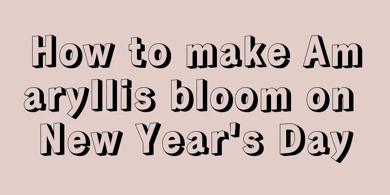 How to make Amaryllis bloom on New Year's Day