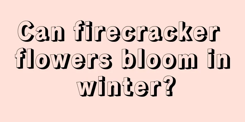 Can firecracker flowers bloom in winter?