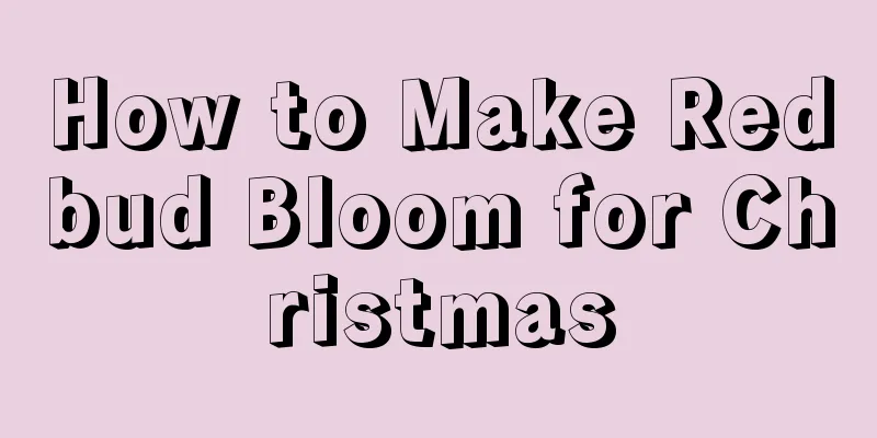 How to Make Redbud Bloom for Christmas