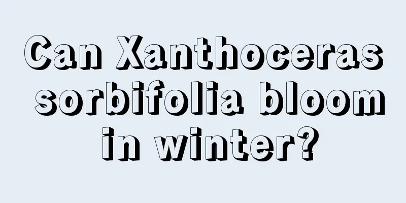 Can Xanthoceras sorbifolia bloom in winter?