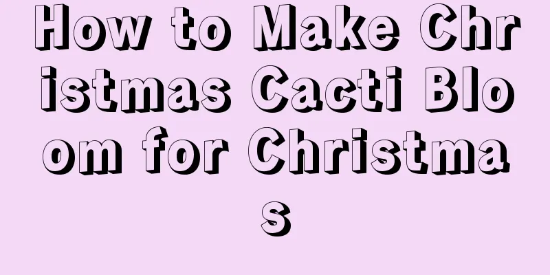 How to Make Christmas Cacti Bloom for Christmas