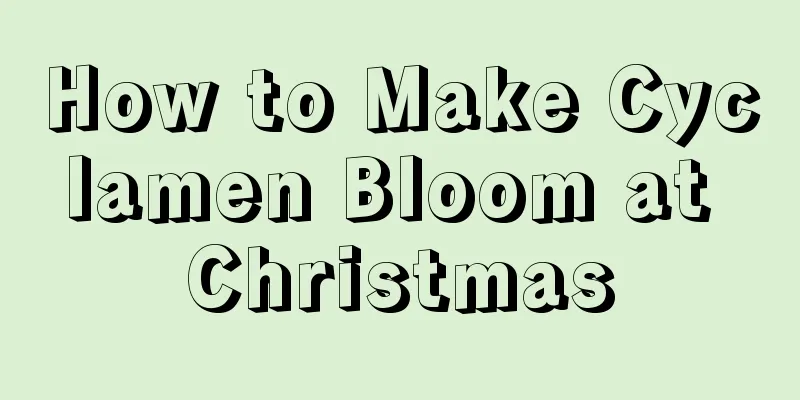 How to Make Cyclamen Bloom at Christmas