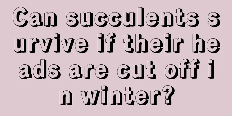 Can succulents survive if their heads are cut off in winter?