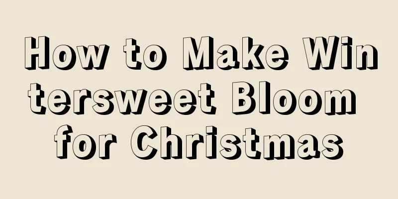 How to Make Wintersweet Bloom for Christmas