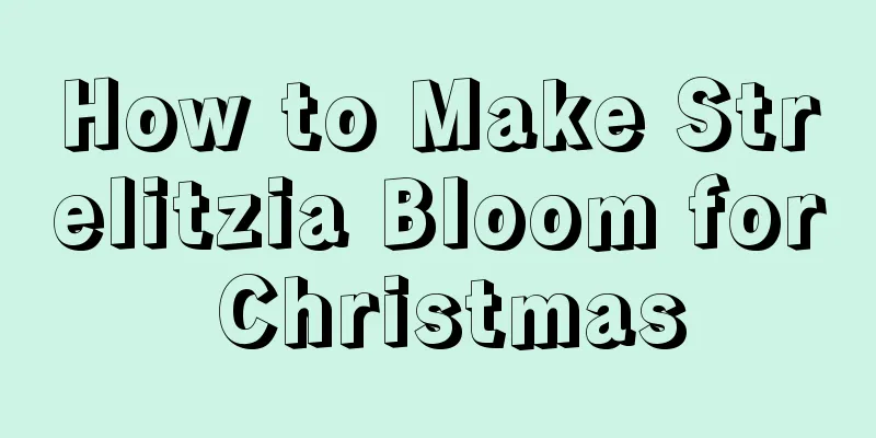 How to Make Strelitzia Bloom for Christmas