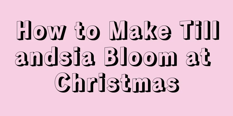 How to Make Tillandsia Bloom at Christmas