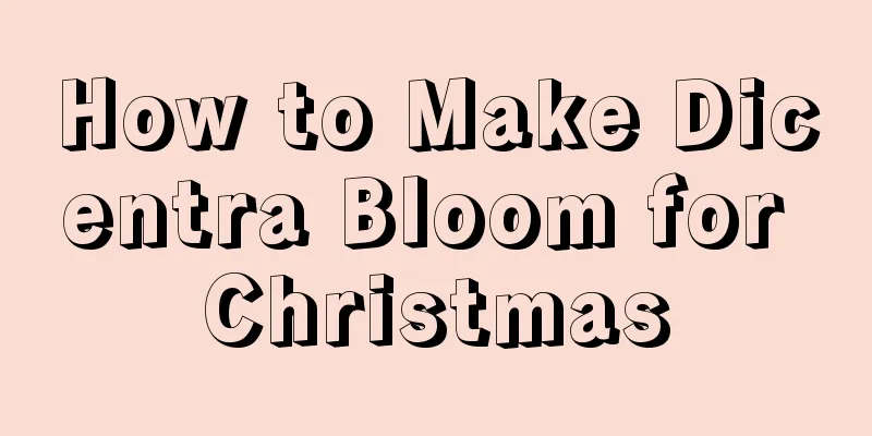 How to Make Dicentra Bloom for Christmas