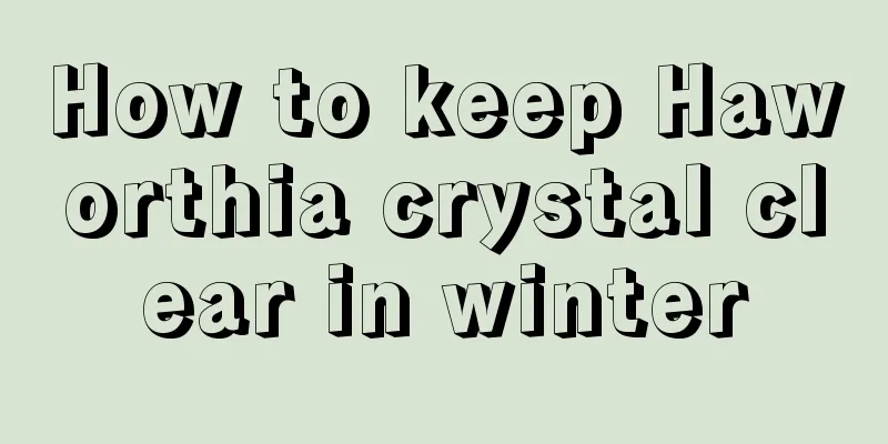 How to keep Haworthia crystal clear in winter