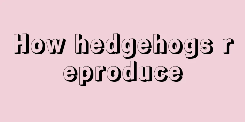 How hedgehogs reproduce