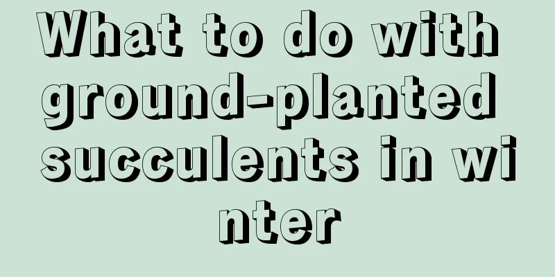 What to do with ground-planted succulents in winter