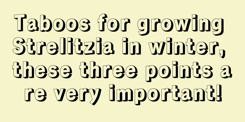 Taboos for growing Strelitzia in winter, these three points are very important!