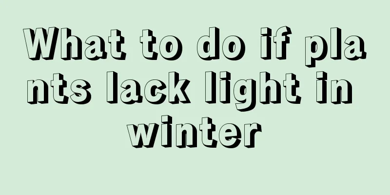 What to do if plants lack light in winter