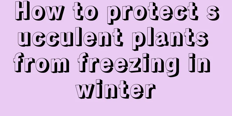 How to protect succulent plants from freezing in winter