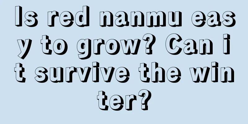 Is red nanmu easy to grow? Can it survive the winter?