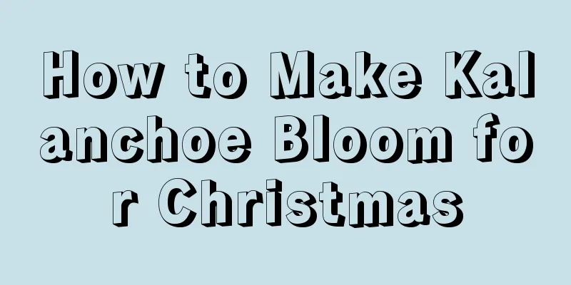 How to Make Kalanchoe Bloom for Christmas