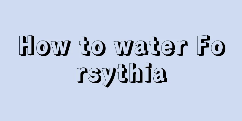 How to water Forsythia