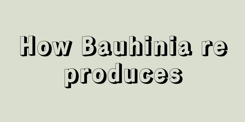 How Bauhinia reproduces