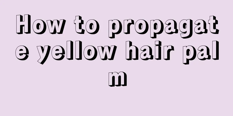 How to propagate yellow hair palm