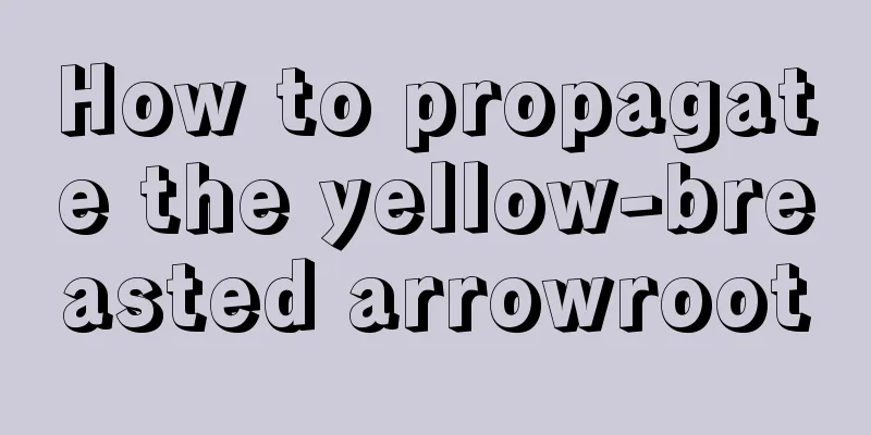 How to propagate the yellow-breasted arrowroot