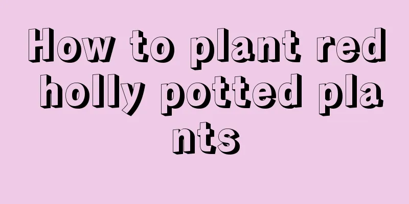 How to plant red holly potted plants