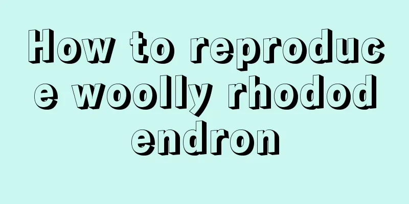 How to reproduce woolly rhododendron