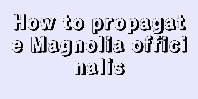 How to propagate Magnolia officinalis