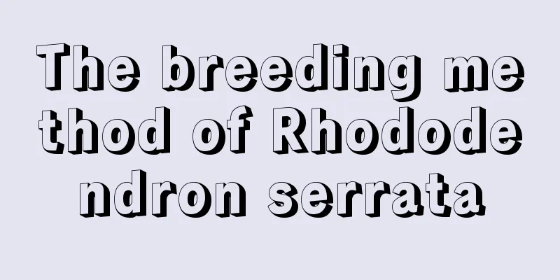 The breeding method of Rhododendron serrata