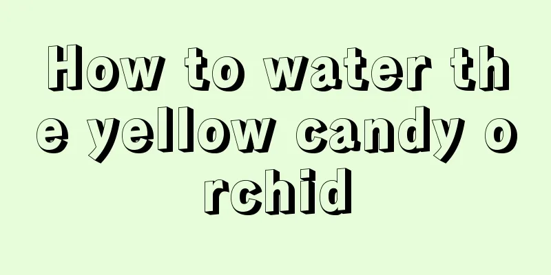 How to water the yellow candy orchid