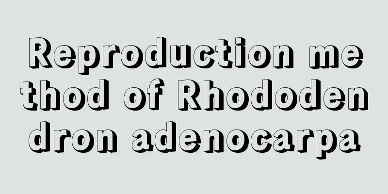 Reproduction method of Rhododendron adenocarpa