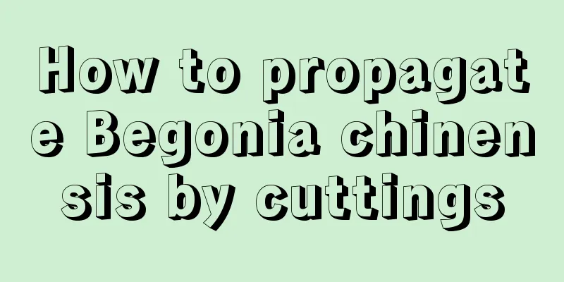 How to propagate Begonia chinensis by cuttings