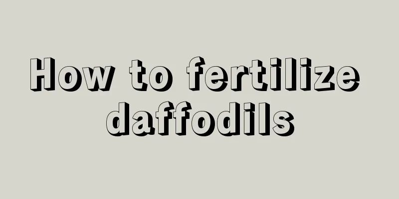 How to fertilize daffodils