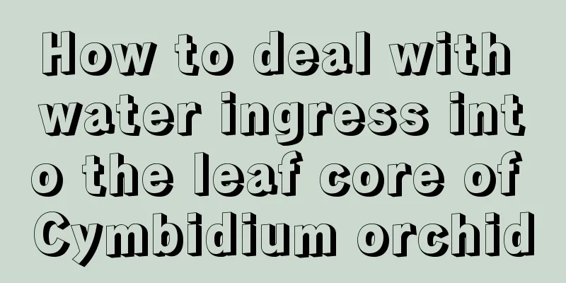 How to deal with water ingress into the leaf core of Cymbidium orchid