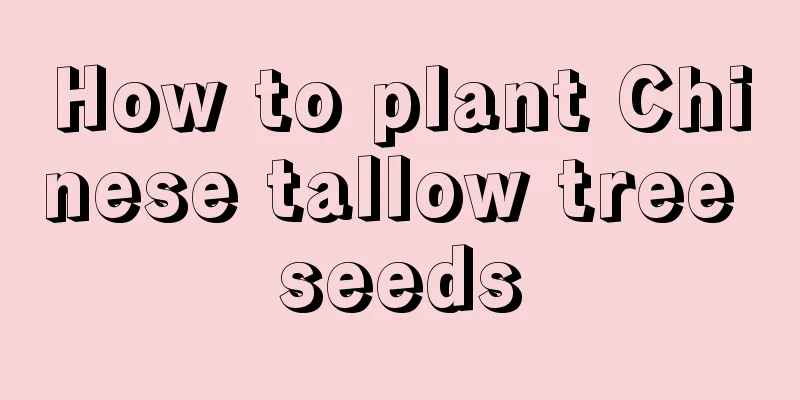 How to plant Chinese tallow tree seeds