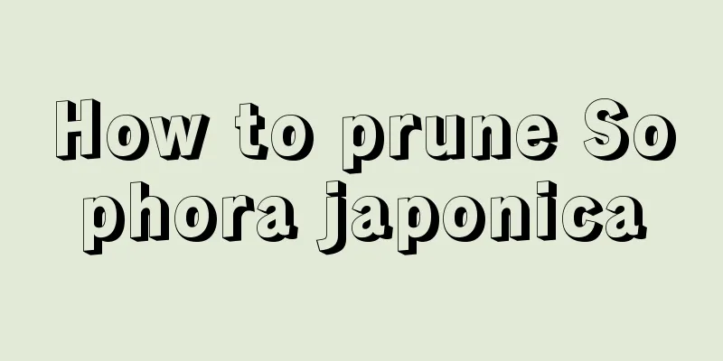 How to prune Sophora japonica