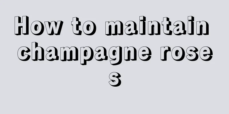 How to maintain champagne roses