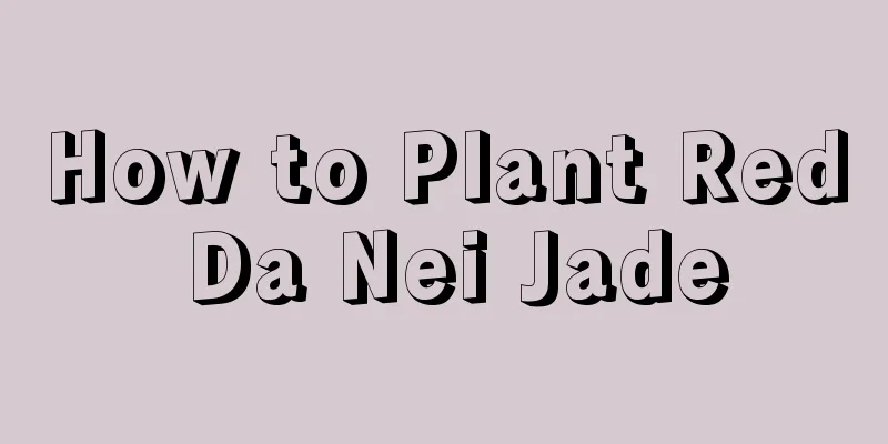 How to Plant Red Da Nei Jade