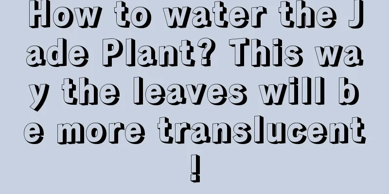 How to water the Jade Plant? This way the leaves will be more translucent!