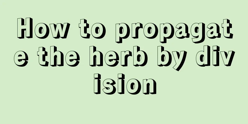 How to propagate the herb by division