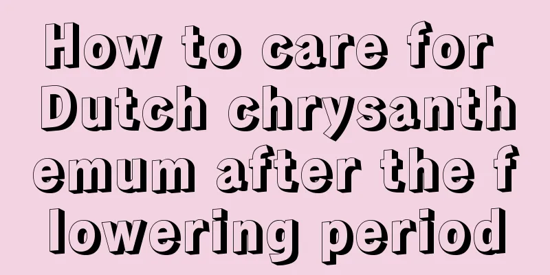 How to care for Dutch chrysanthemum after the flowering period