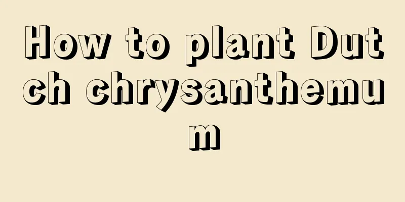 How to plant Dutch chrysanthemum