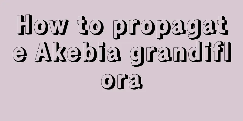 How to propagate Akebia grandiflora